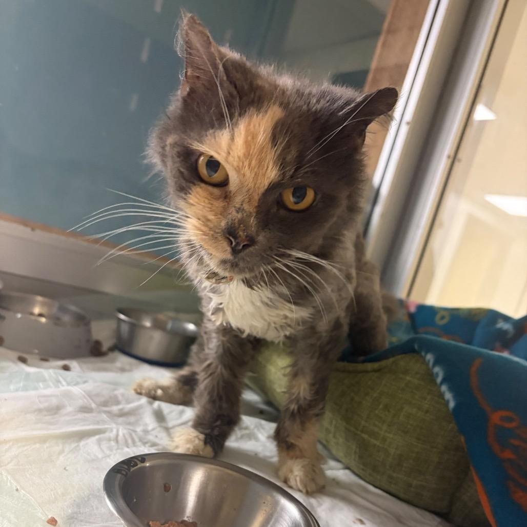 Bubz, Adoptable, Senior Female Domestic Medium Hair.