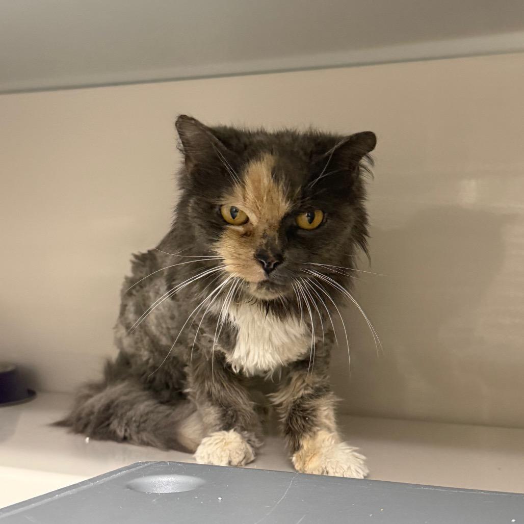 Bubz, Adoptable, Senior Female Domestic Medium Hair.