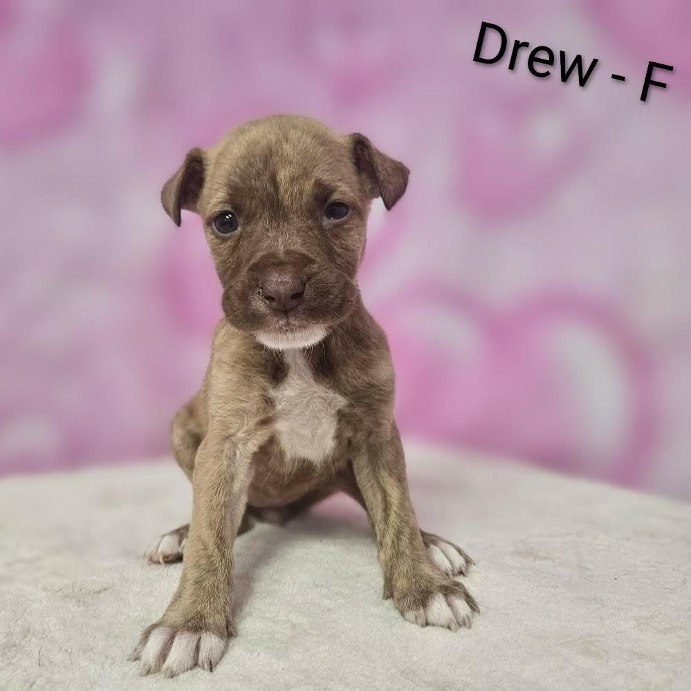 Drew, Adoptable, Puppy Female Terrier & Retriever.