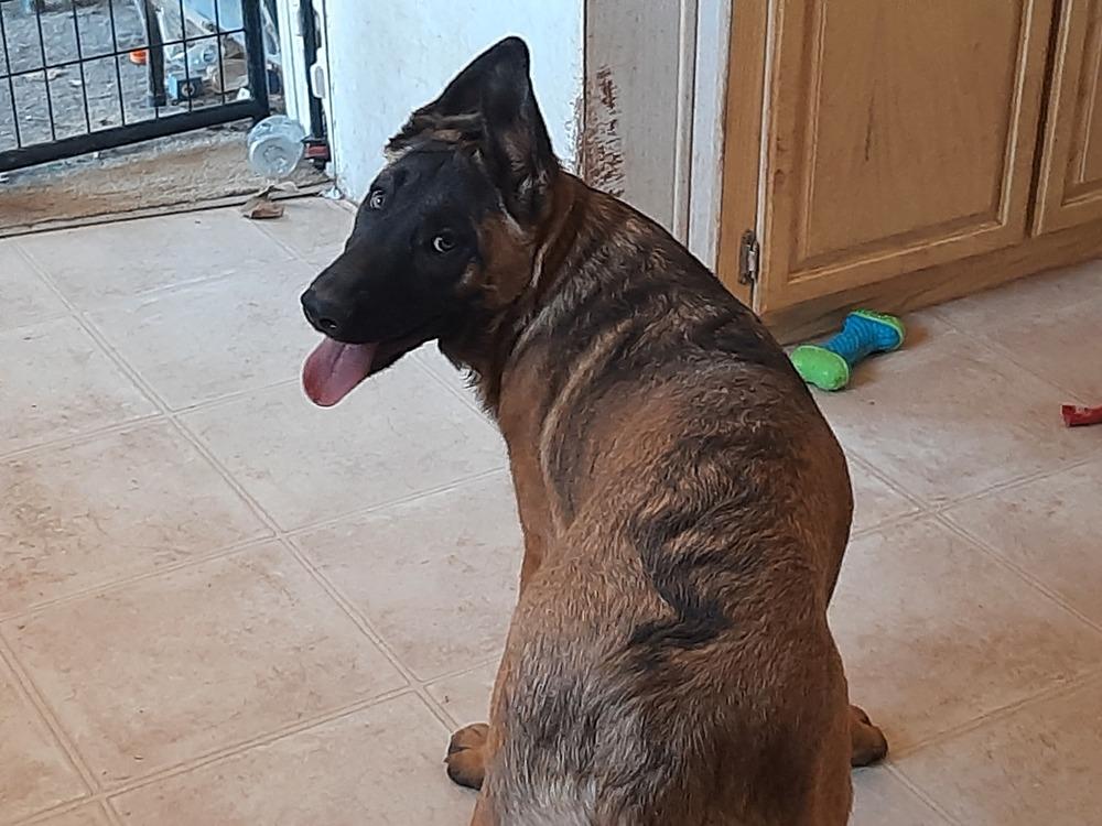 Animaniacs Litter - Dot - Located in El Paso, TX, a Adoptable Belgian Shepherd / Malinois in El Paso, TX image 1/6