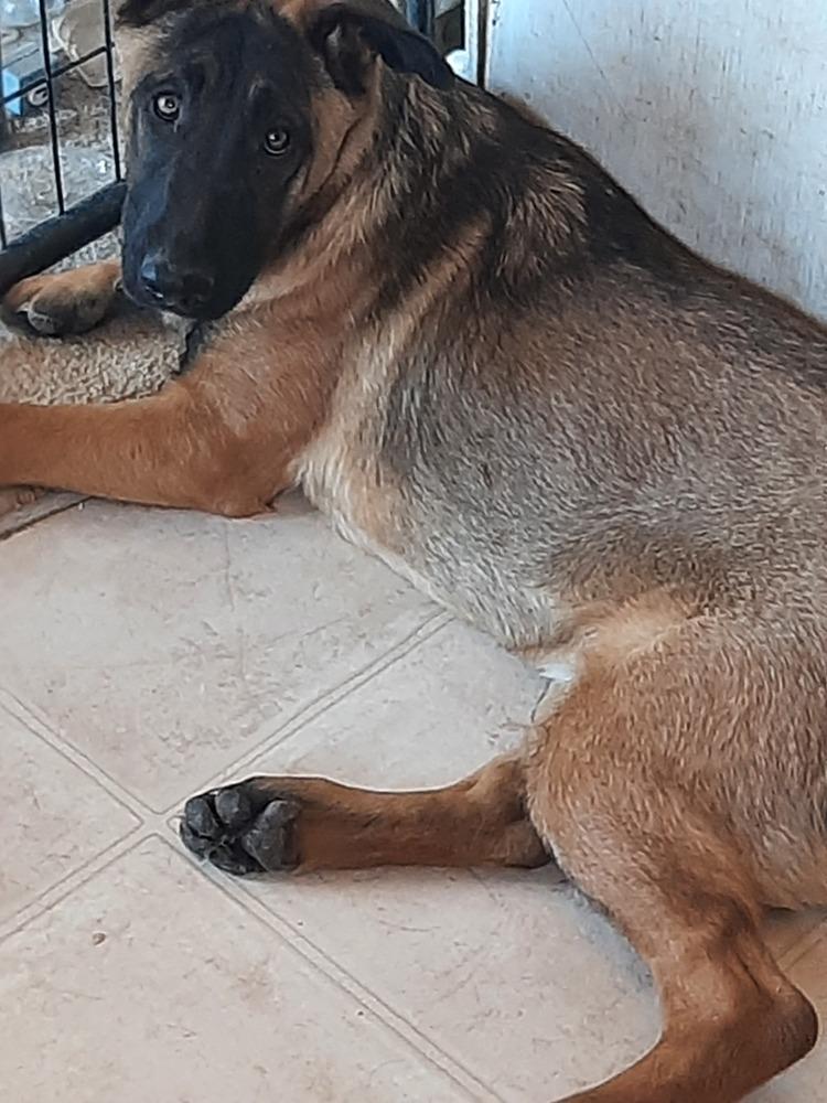 Animaniacs Litter - Dot - Located in El Paso, TX, a Adoptable Belgian Shepherd / Malinois in El Paso, TX image 3/6