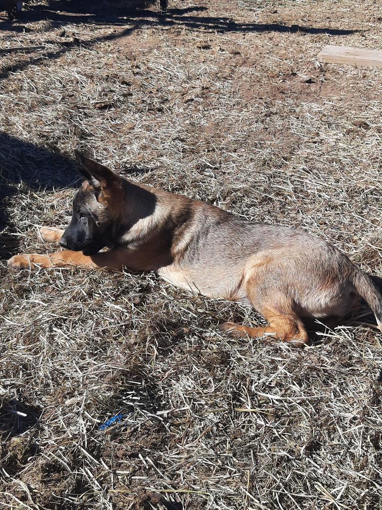 Animaniacs Litter - Dot - Located in El Paso, TX, a Adoptable Belgian Shepherd / Malinois in El Paso, TX image 5/6