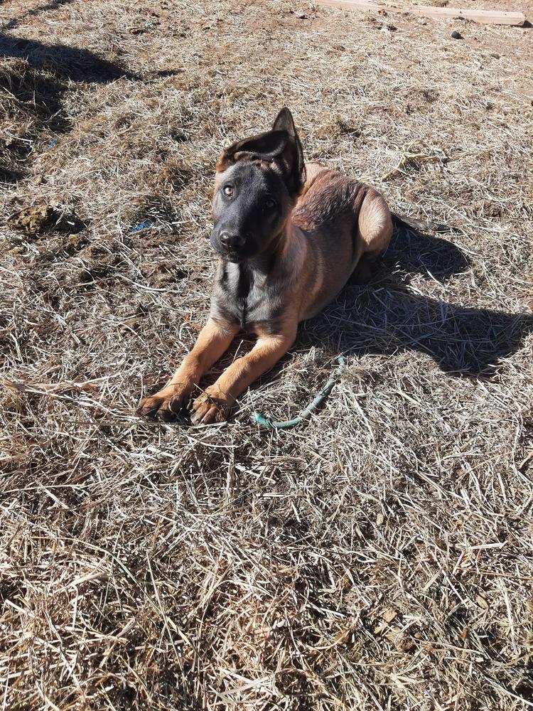 Animaniacs Litter - Dot - Located in El Paso, TX, a Adoptable Belgian Shepherd / Malinois in El Paso, TX image 6/6