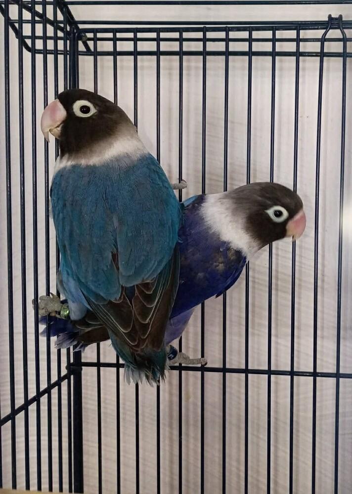 Violet, Adoptable, Adult Female Lovebird.