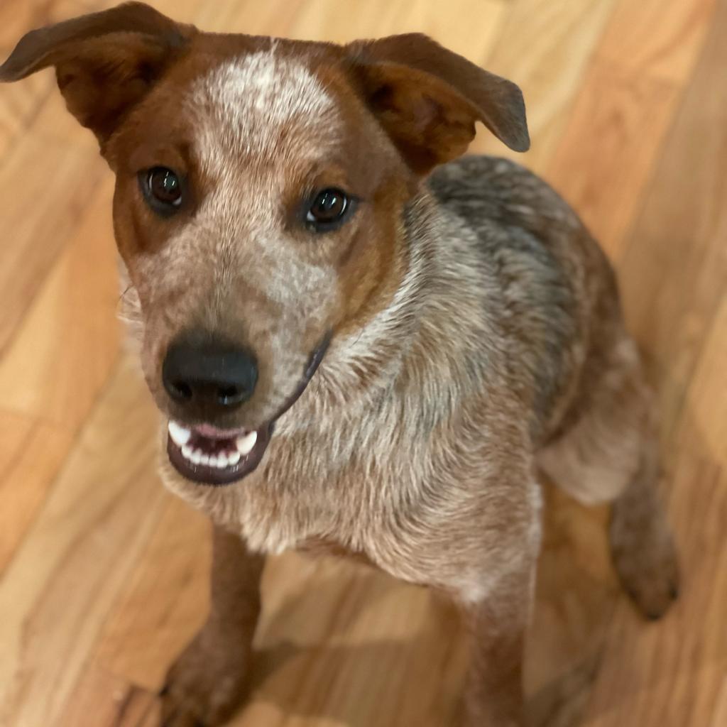 Cherry, a Adoptable Cattle Dog in Staten Island, NY image 1/6