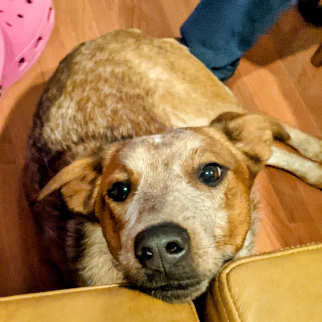 Cherry, a Adoptable Cattle Dog in Staten Island, NY image 2/6