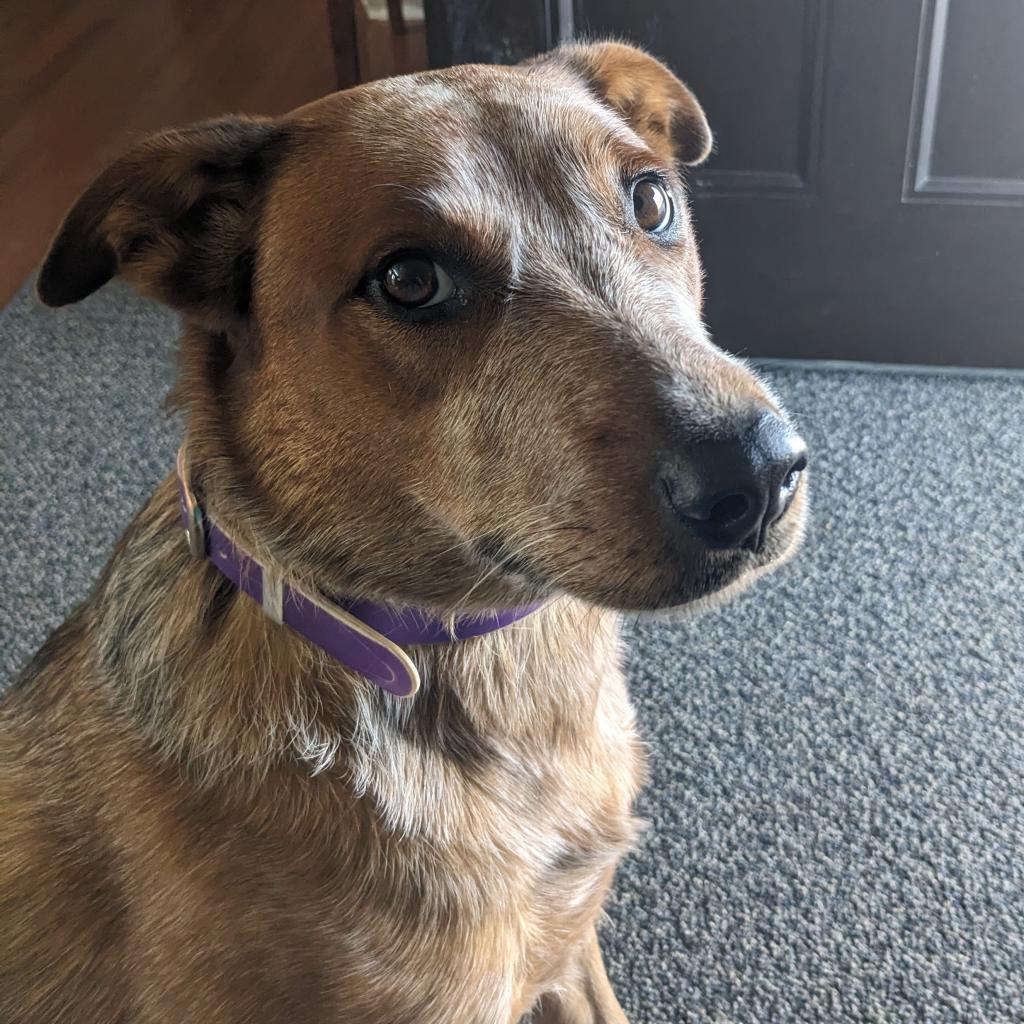 Cherry, a Adoptable Cattle Dog in Staten Island, NY image 3/6