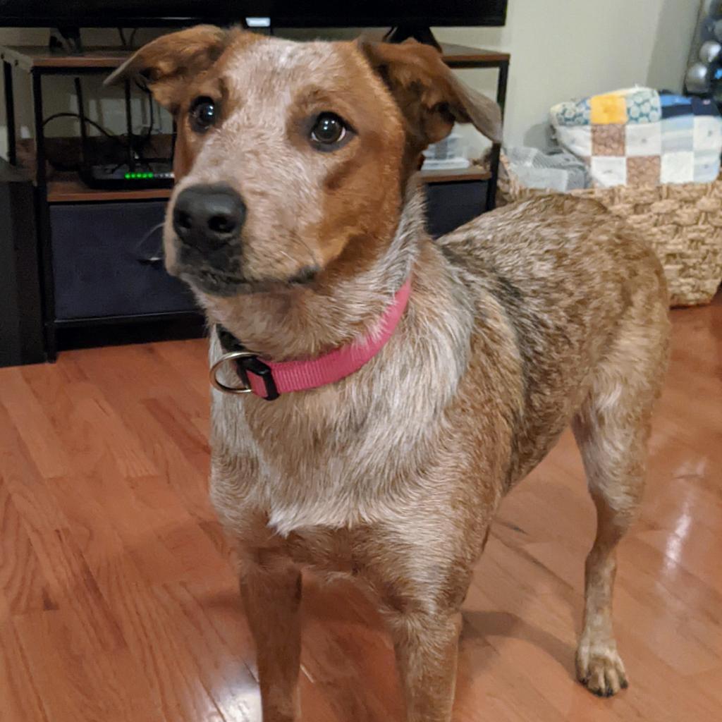 Cherry, a Adoptable Cattle Dog in Staten Island, NY image 6/6