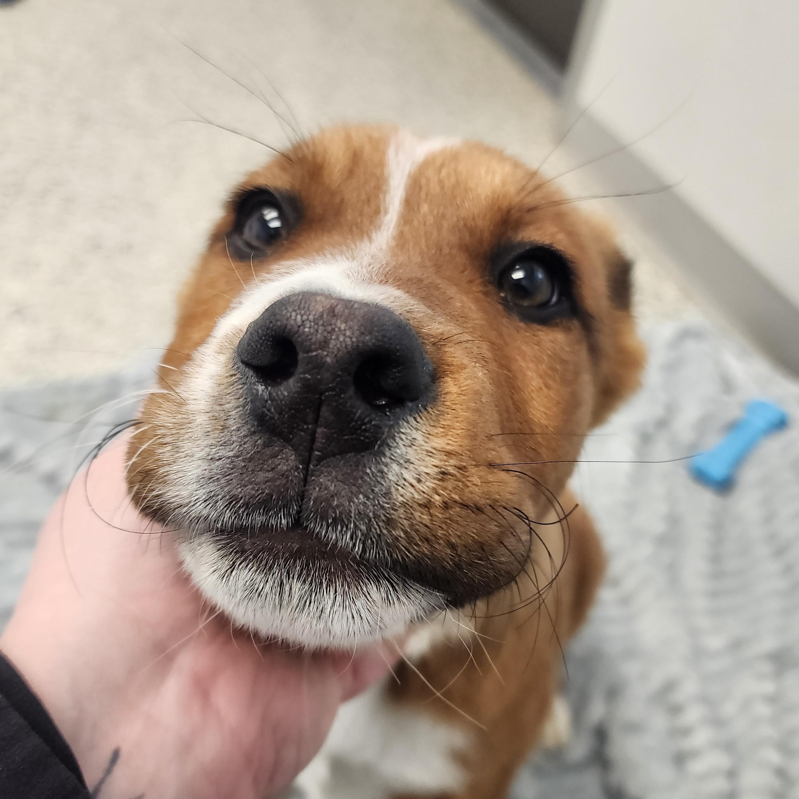 Chuck Norris, Adoptable, Puppy Male Mastiff.