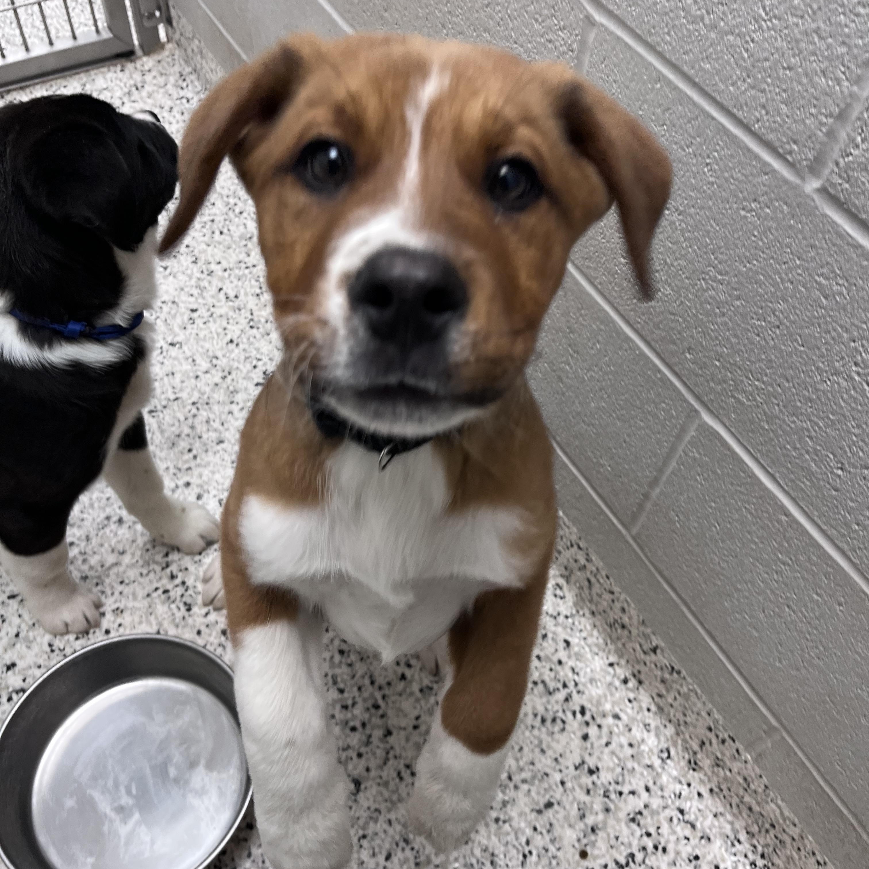 Enlarge Chuck Norris, a Adoptable mixed breed in Liberty, MO image 2/4