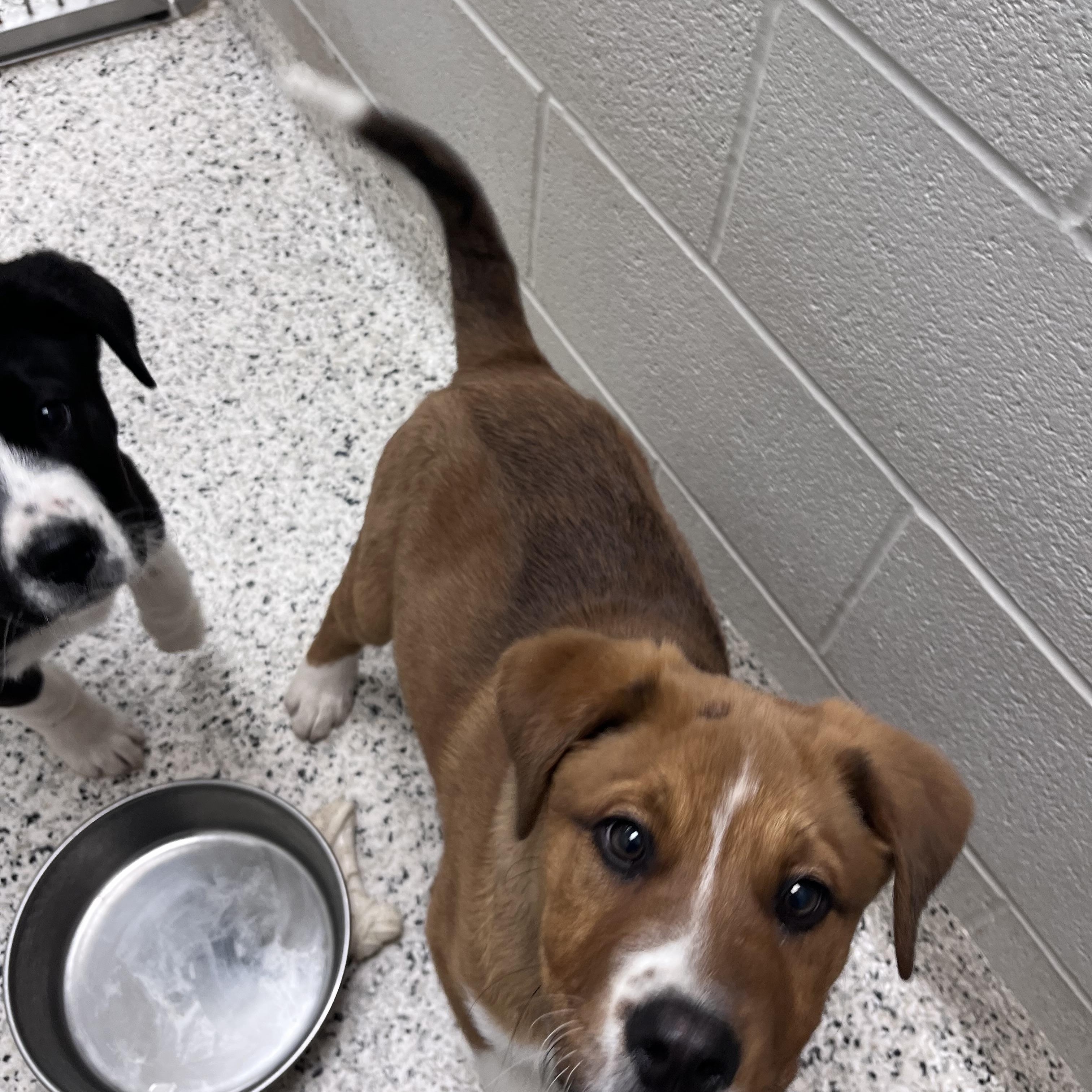 Enlarge Chuck Norris, a Adoptable mixed breed in Liberty, MO image 4/4