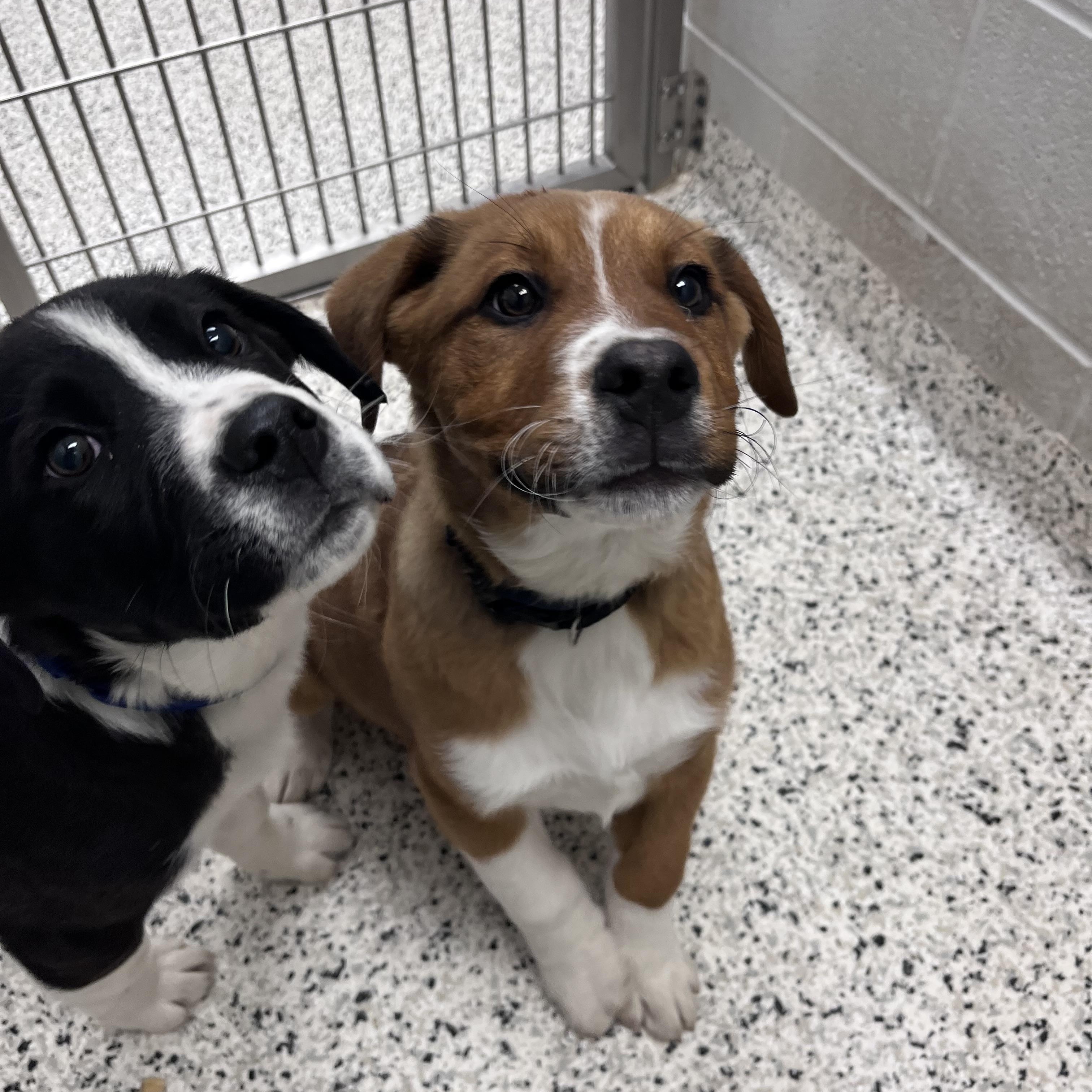 Enlarge Chuck Norris, a Adoptable mixed breed in Liberty, MO image 3/4