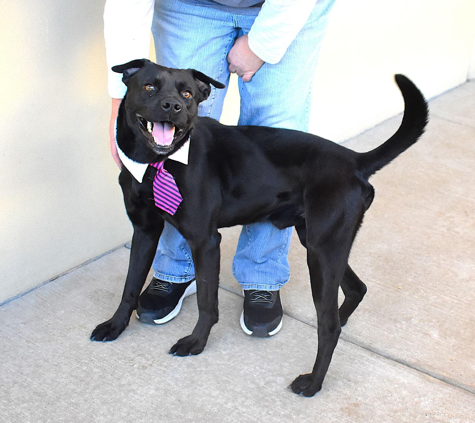 Enlarge Midnight, a Adoptable Pit Bull Terrier in McKinney, TX image 1/3