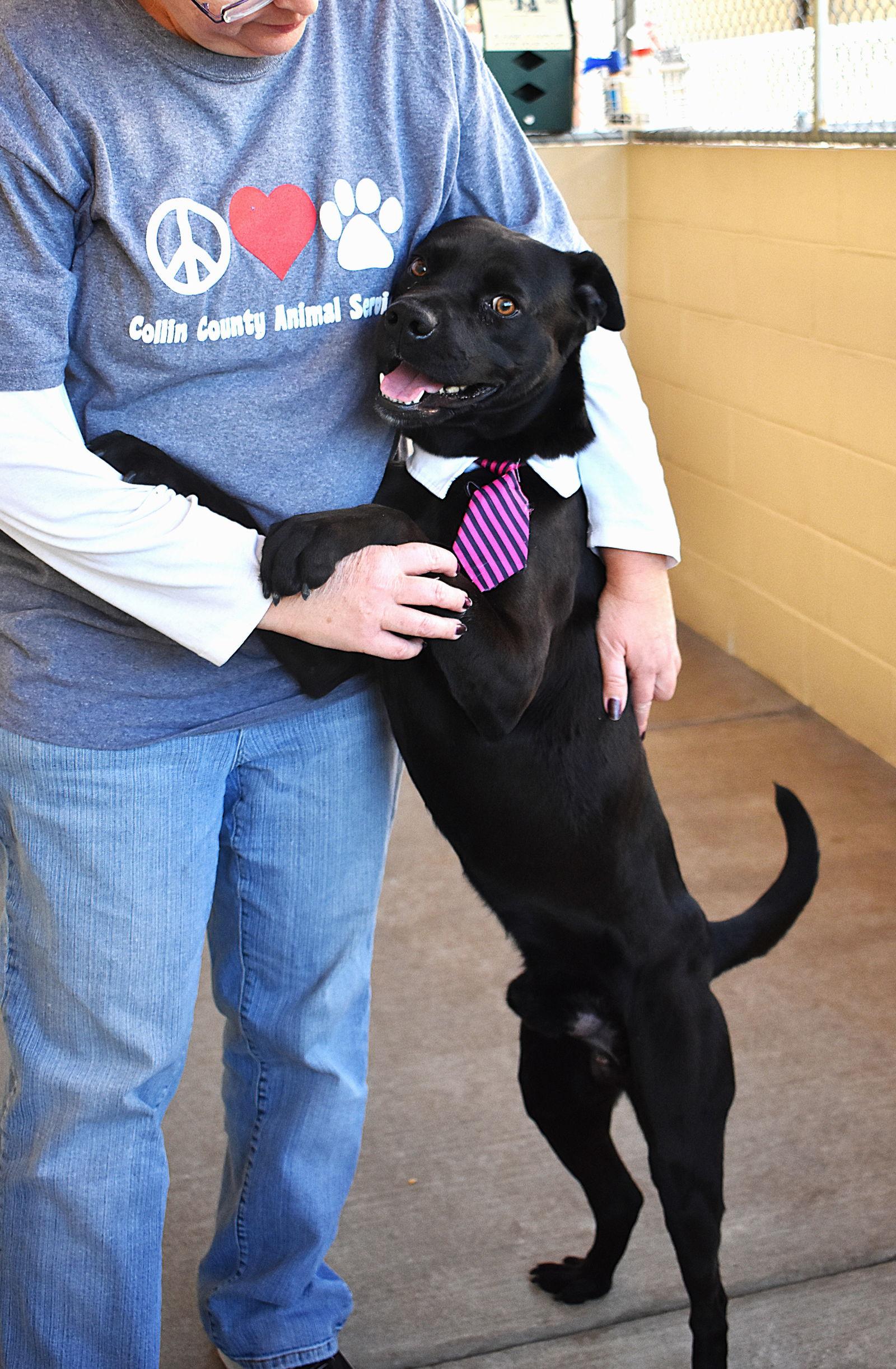 Enlarge Midnight, a Adoptable Pit Bull Terrier in McKinney, TX image 2/3