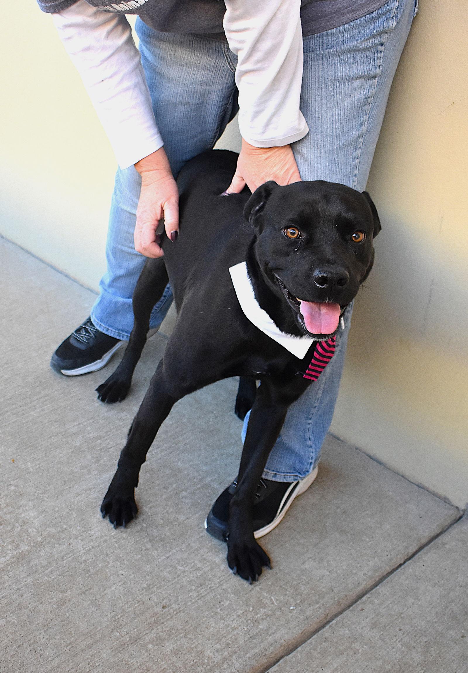 Enlarge Midnight, a Adoptable Pit Bull Terrier in McKinney, TX image 3/3