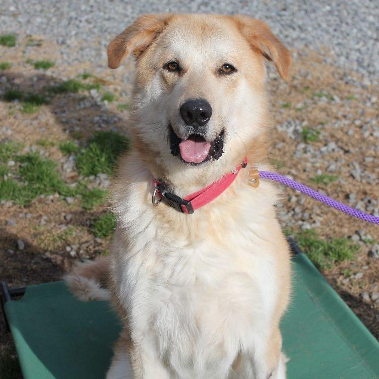 Ben, Adoptable, Adult Male Great Pyrenees.