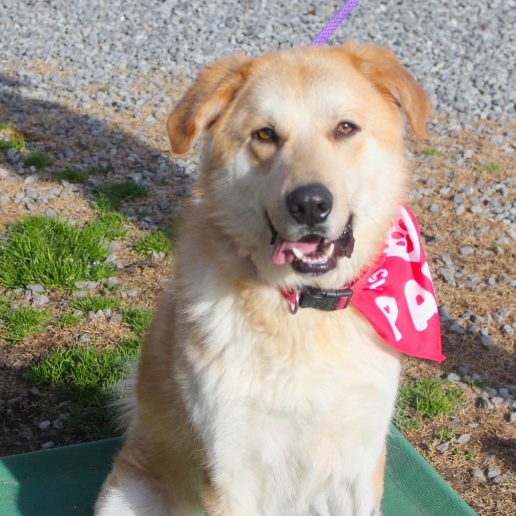 Enlarge Ben, a Adoptable Great Pyrenees in Shelby, NC image 2/3