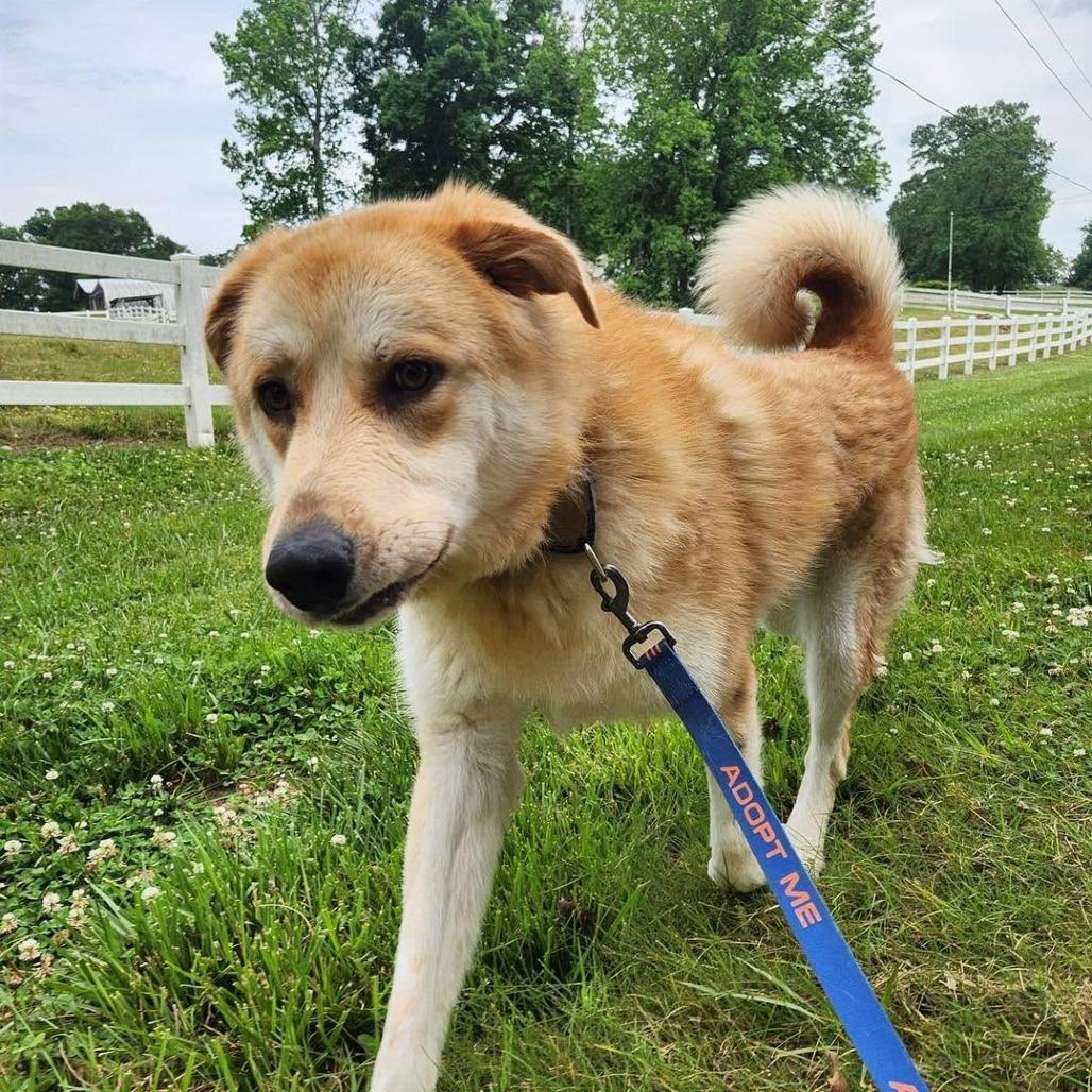 Enlarge Ben, a Adoptable Great Pyrenees in Shelby, NC image 3/3