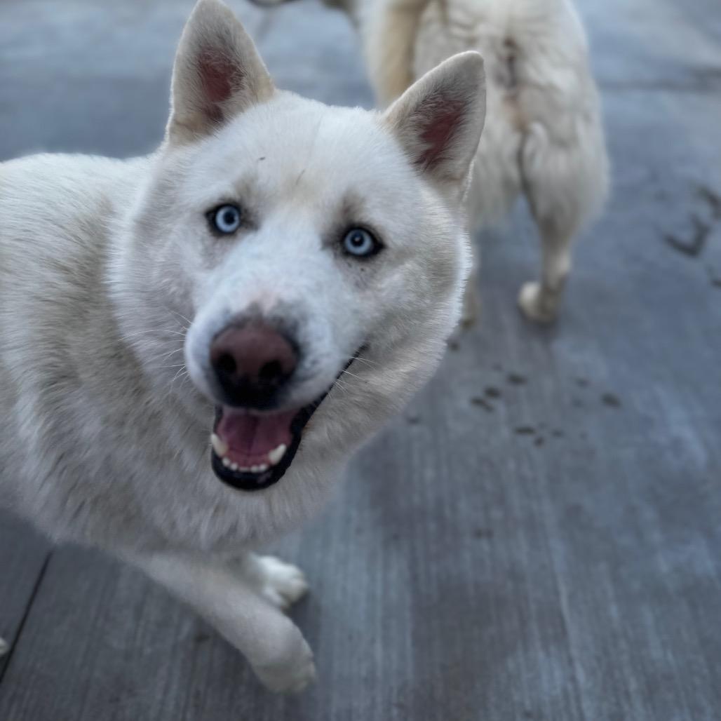 Kenai, Adoptable, Adult Male Husky.