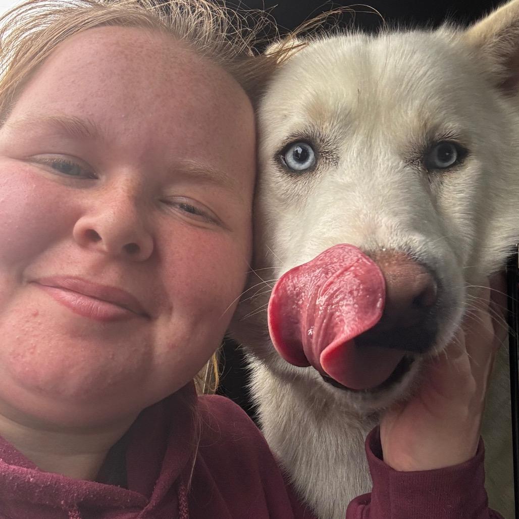 Enlarge Kenai, a Adoptable Husky in Eufaula, OK image 2/2