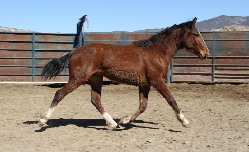 Forrest, Adoptable, Young Male Mustang.