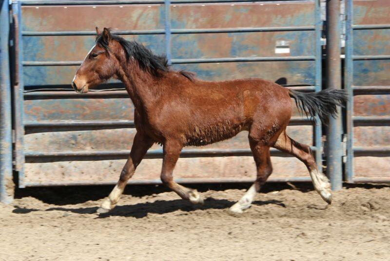 Forrest, a Adoptable Mustang in Scotland, SD image 2/6