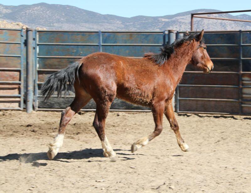 Enlarge Forrest, a Adoptable Mustang in Scotland, SD image 2/6