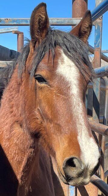 Enlarge Forrest, a Adoptable Mustang in Scotland, SD image 3/6