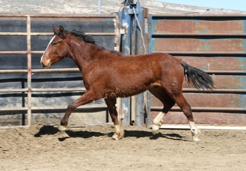 Enlarge Forrest, a Adoptable Mustang in Scotland, SD image 4/6