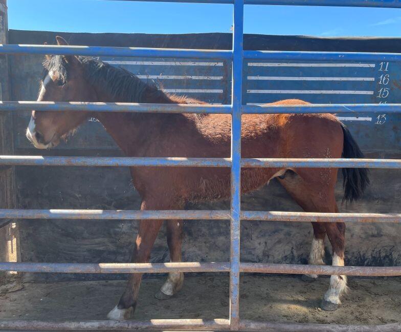 Enlarge Forrest, a Adoptable Mustang in Scotland, SD image 5/6