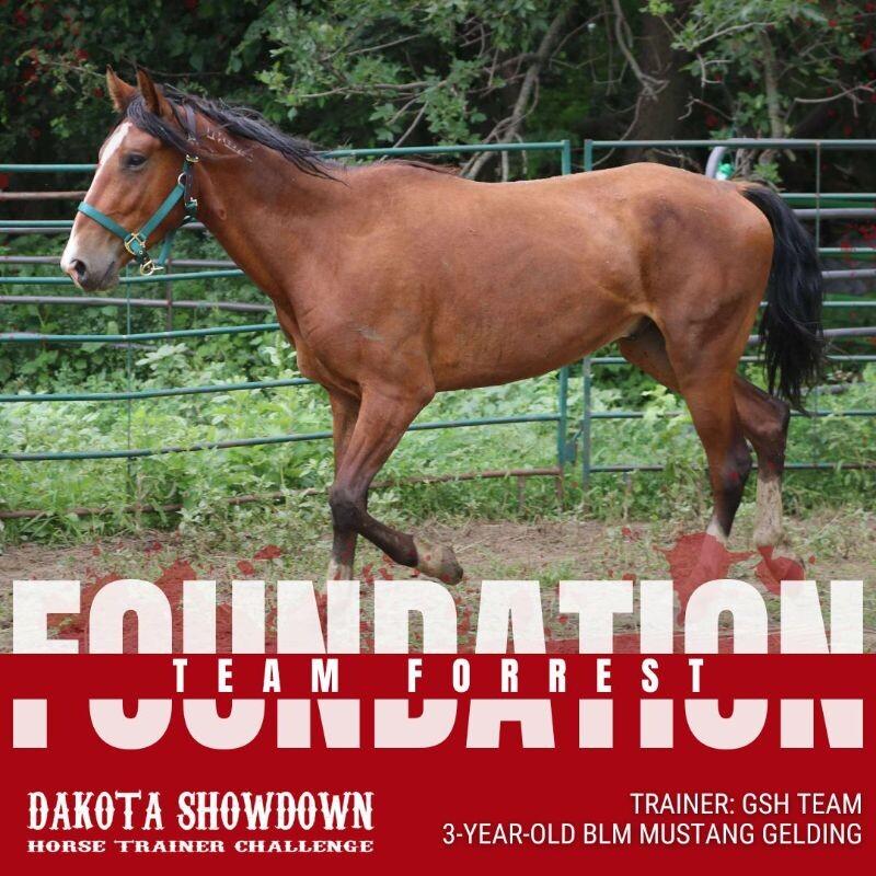 Enlarge Forrest, a Adoptable Mustang in Scotland, SD image 6/6