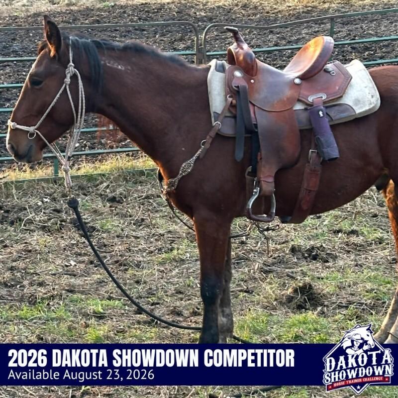 Forrest, a Adoptable Mustang in Scotland, SD image 6/6