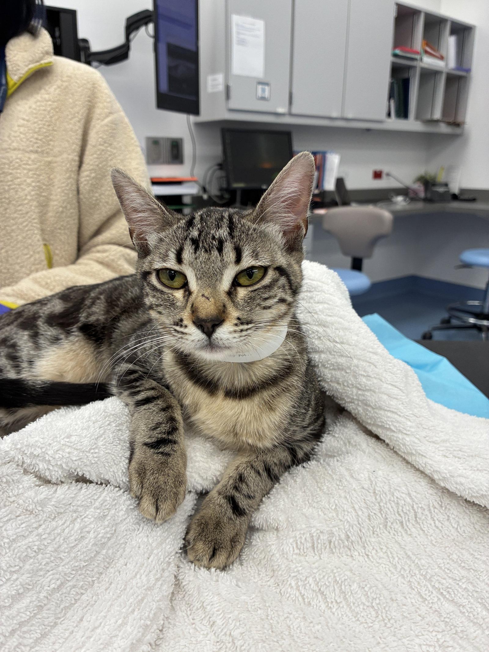 Enlarge Turtle, a Adoptable Domestic Short Hair in Davis, CA image 3/3