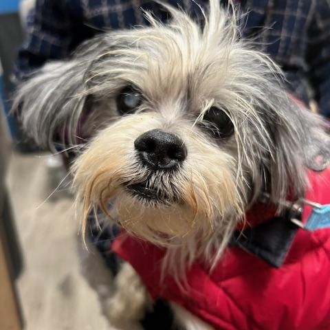 Enlarge Ace, a ADOPTABLE mixed breed in Stanhope, NJ image 2/3