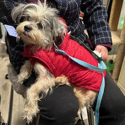 Ace, ADOPTABLE, Adult Male Schnauzer & Yorkshire Terrier.