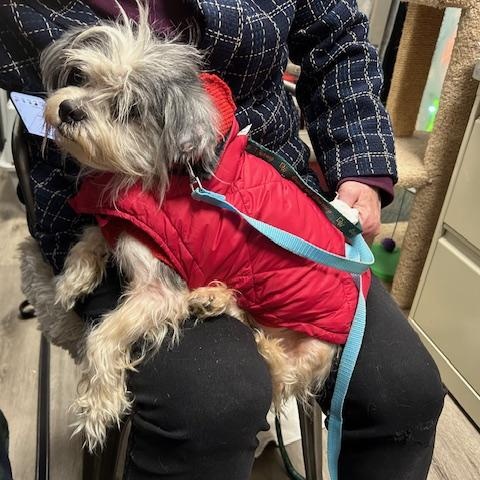 Enlarge Ace, a ADOPTABLE mixed breed in Stanhope, NJ image 3/3