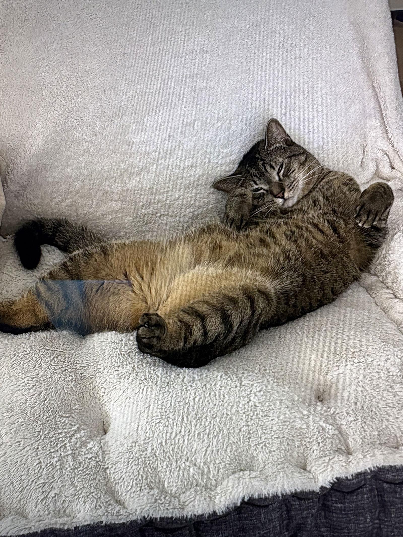 Enlarge Mikey, a Adoptable mixed breed in West Palm Beach, FL image 2/3