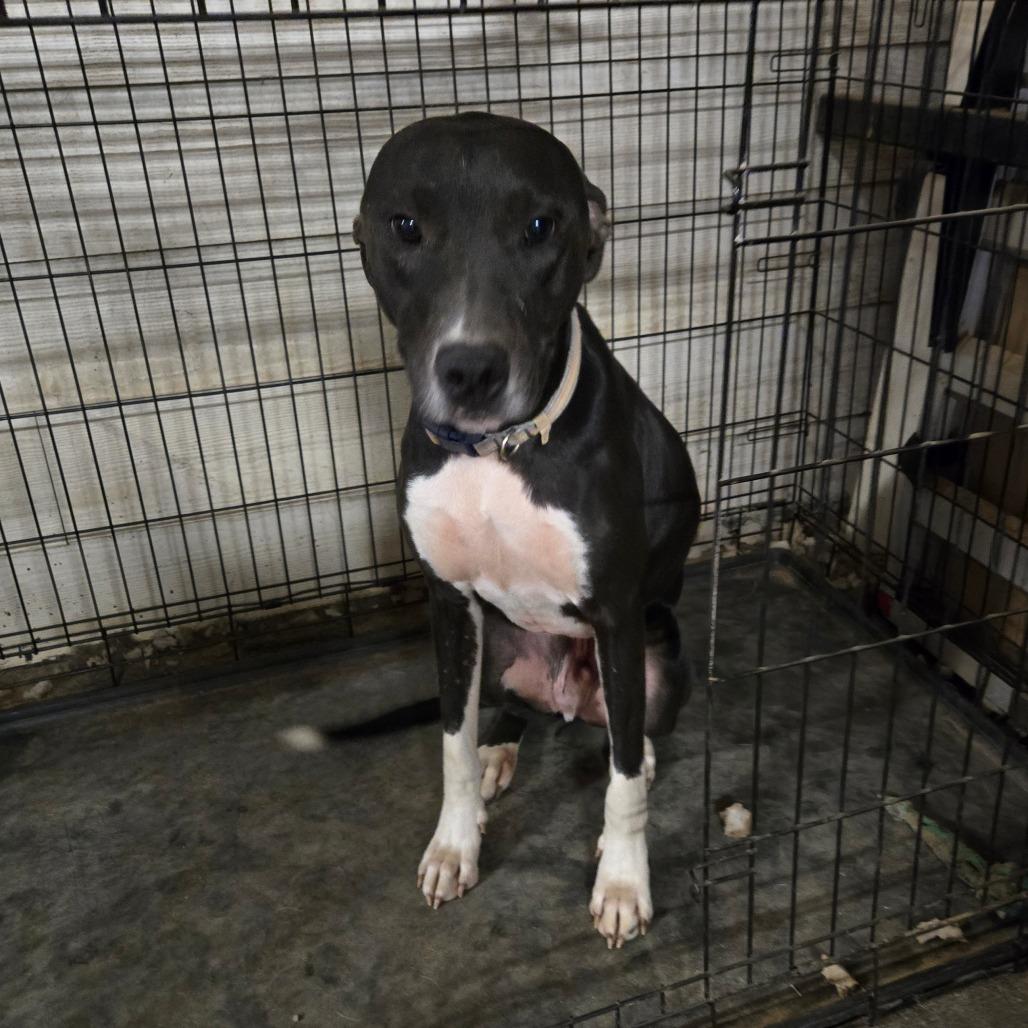 Louie, a Adoptable mixed breed in Waggaman, LA image 1/5