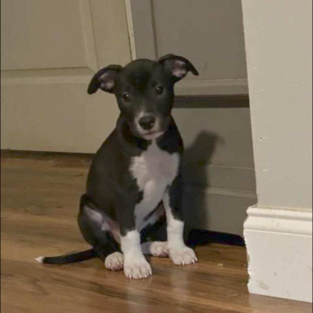 Louie, a Adoptable mixed breed in Waggaman, LA image 2/5