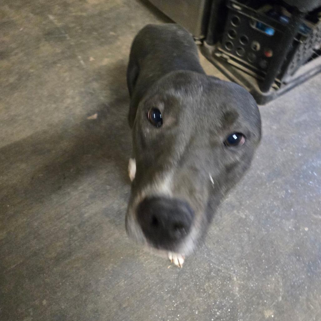 Louie, a Adoptable mixed breed in Waggaman, LA image 3/5