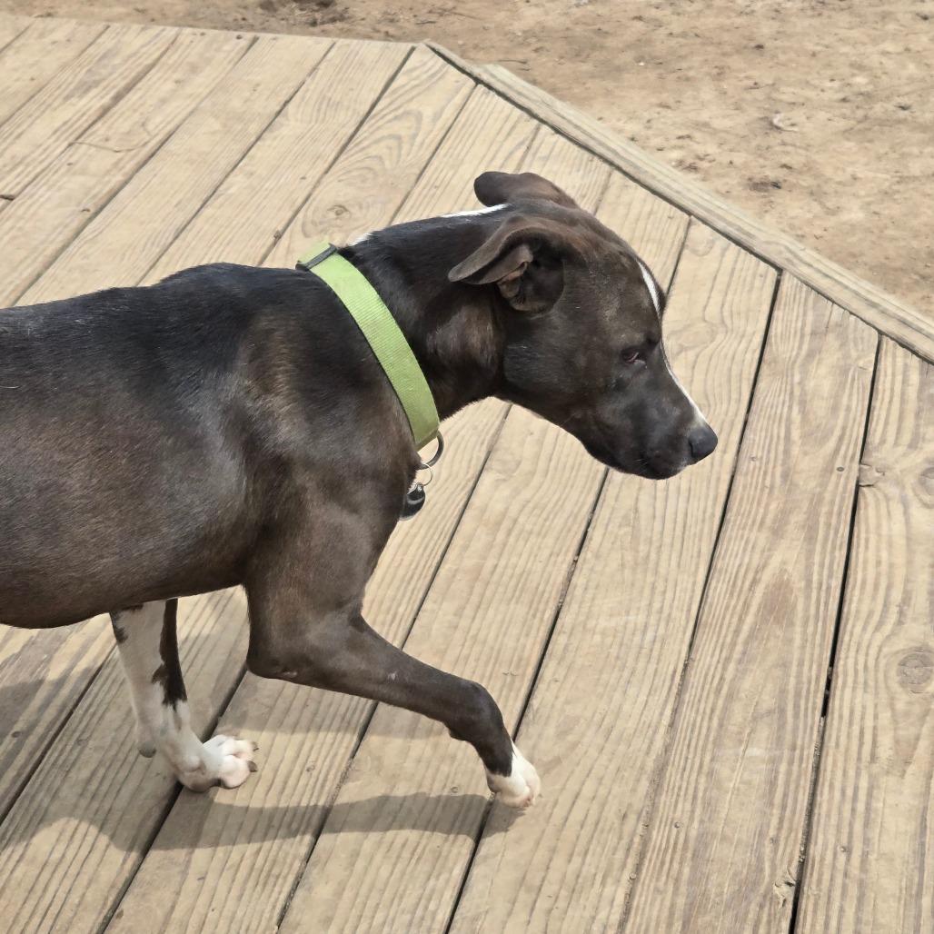 Louie, a Adoptable mixed breed in Waggaman, LA image 4/5