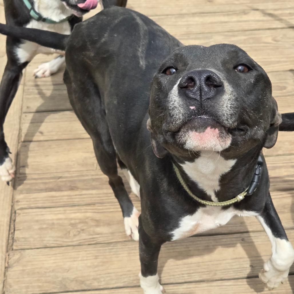 Louie, a Adoptable mixed breed in Waggaman, LA image 5/5