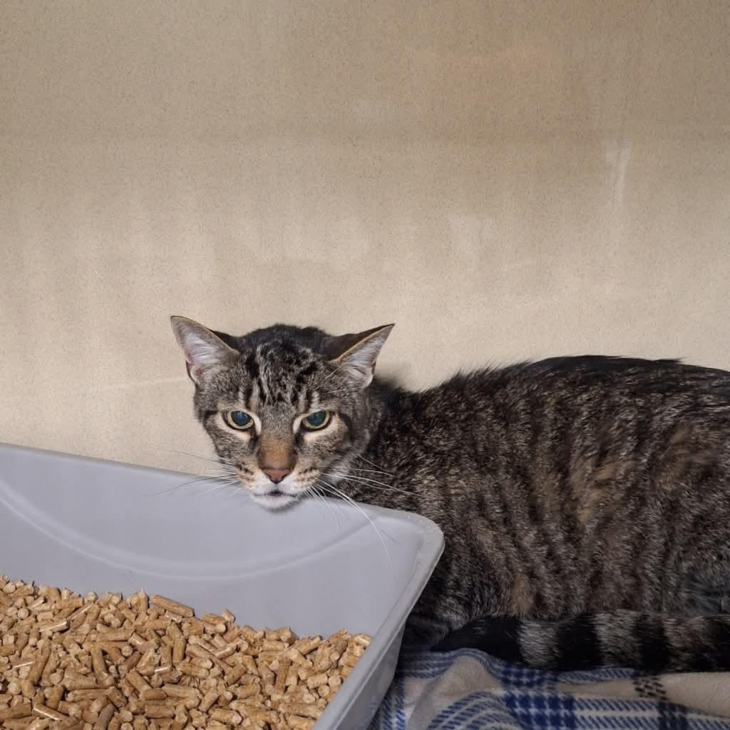 Enlarge Tigger, a Adoptable mixed breed in Bedminster, NJ image 3/4