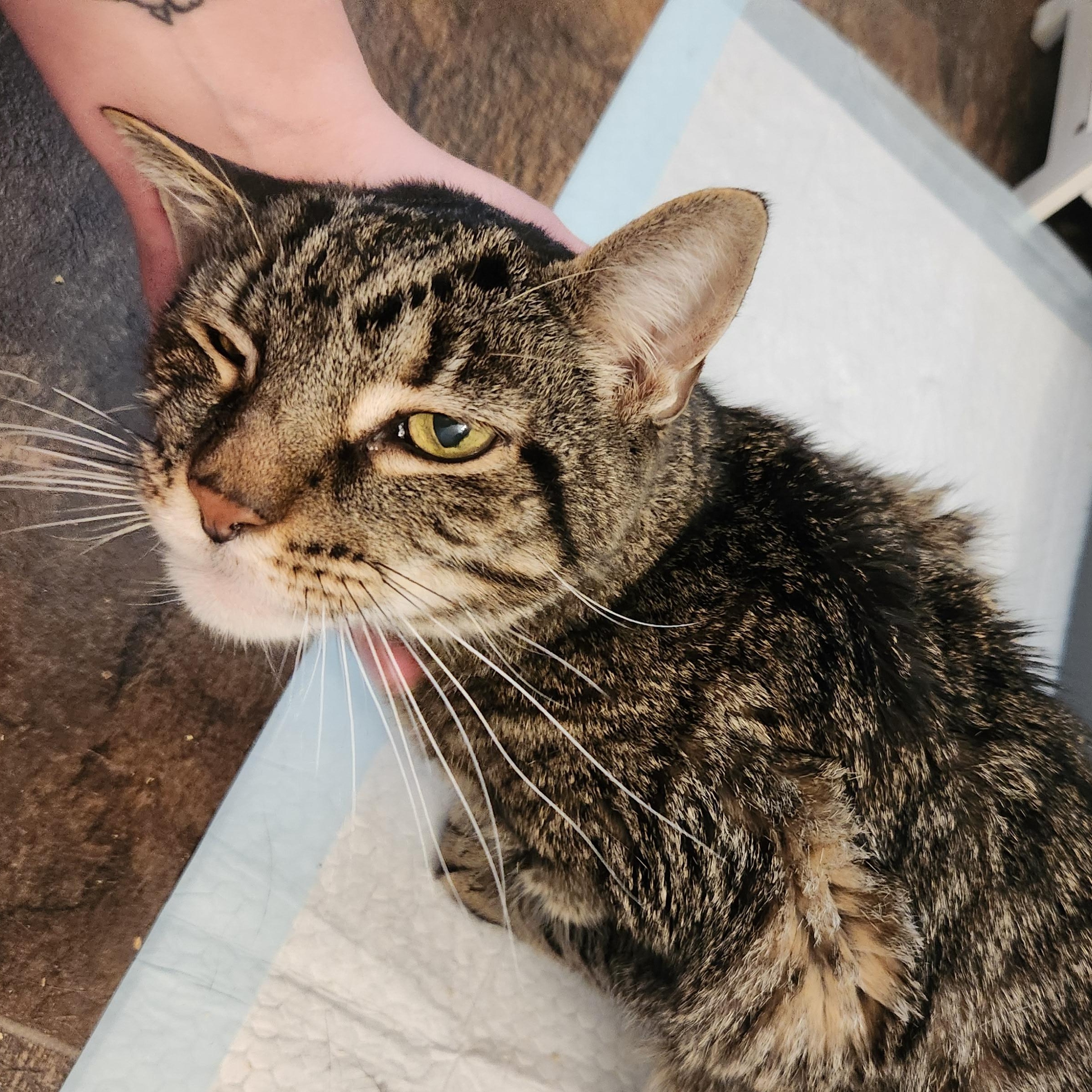 Enlarge Tigger, a Adoptable mixed breed in Bedminster, NJ image 2/4