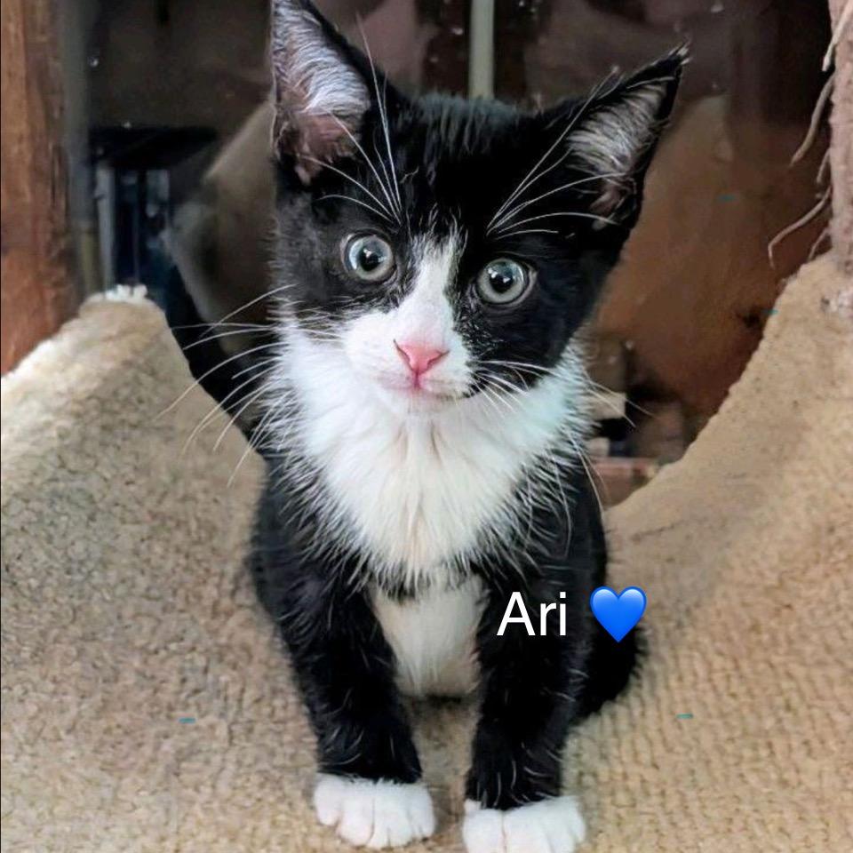 Ari