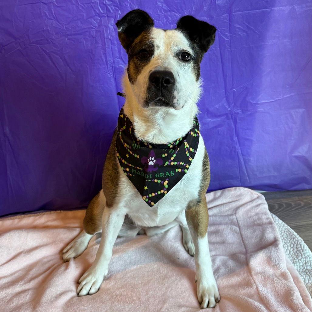 Enlarge Maggie, a Adoptable Border Collie in Dallas, TX image 1/3