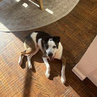 Enlarge Maggie, a Adoptable Border Collie in Dallas, TX image 2/3