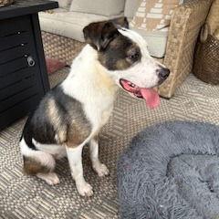 Enlarge Maggie, a Adoptable Border Collie in Dallas, TX image 3/3