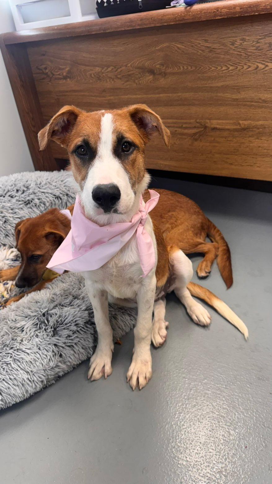 Enlarge Celine, a Adoptable mixed breed in Zimmerman, MN image 3/4