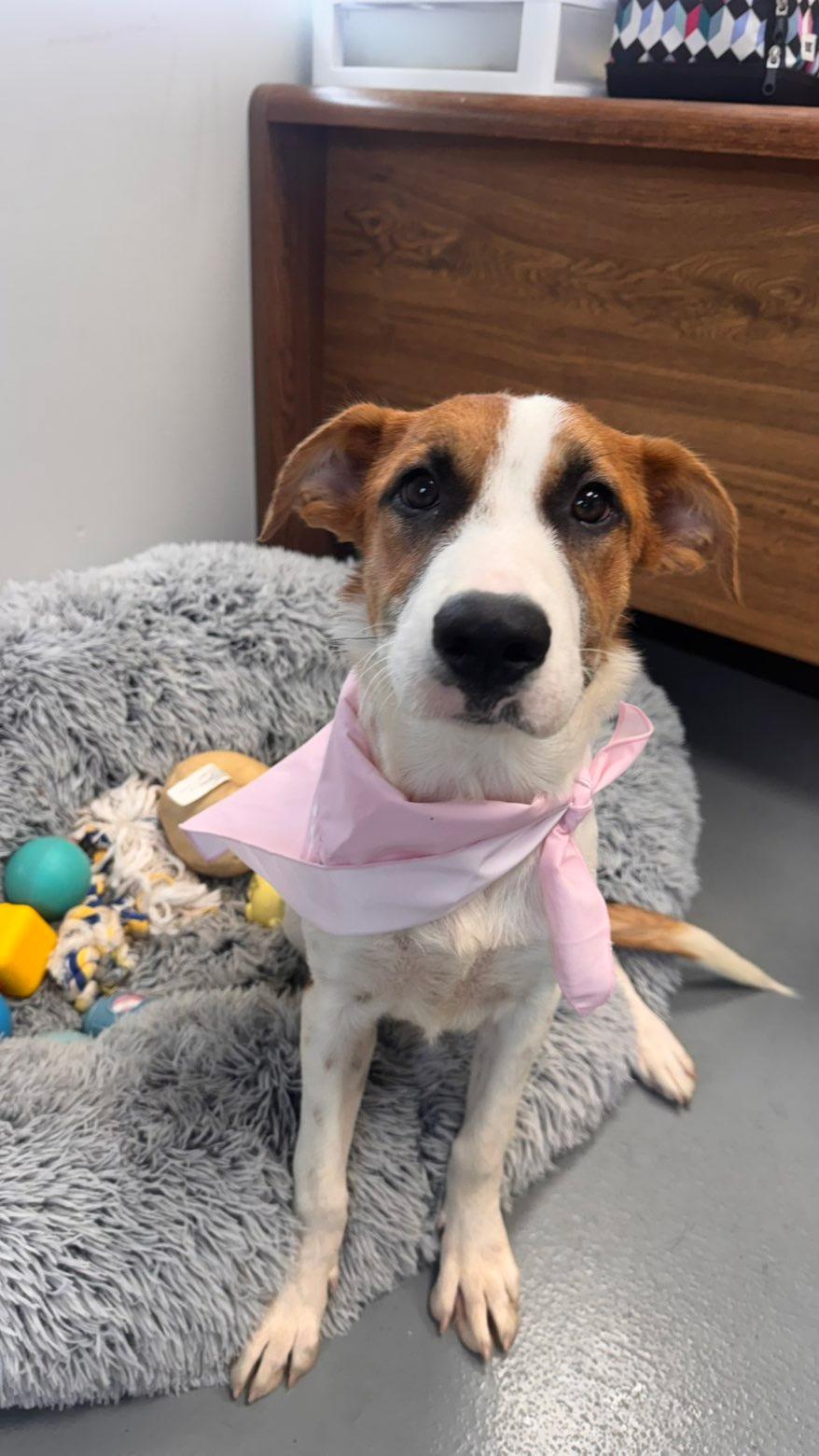 Enlarge Celine, a Adoptable mixed breed in Zimmerman, MN image 2/4
